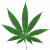 марихуана