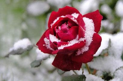 зимняя роза